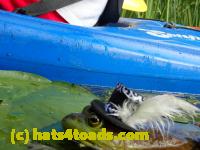 /home//u458753944/public_html/sourcegallery//Frogs/More bullfrogs/P8180193.JPG